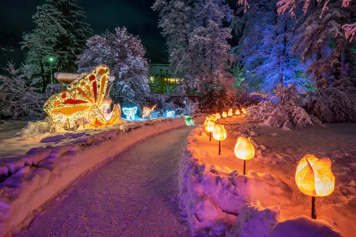 a colourful light display surrounding a snowy pathway at night